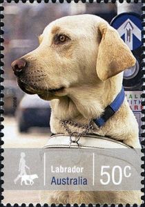 Labrador Retriever (Canis lupus familiaris)