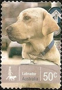 Labrador Retriever (Canis lupus familiaris)