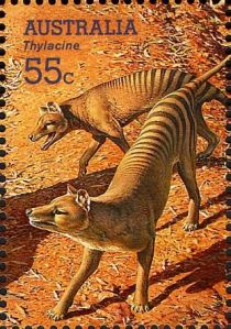 Thylacine (Thylacinus cyanocephalus)