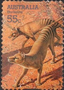 Thylacine (Thylacinus cyanocephalus)