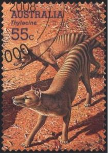 Thylacine (Thylacinus cyanocephalus)