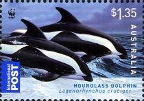 Hourglass Dolphin (Lagenorhynchus cruciger)