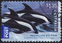 Hourglass Dolphin  (Lagenorhynchus cruciger)