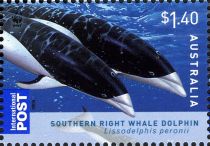 Southern Right Whale Dolphin (Lissodelphis peronii)