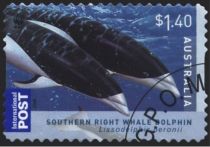 Southern Right Whale Dolphin (Lissodelphis peronii)