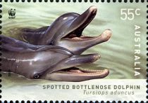 Spotted Bottlenose Dolphin (Tursiops aduncus)