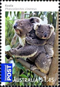 Koala (Phascolarctos cinereus)