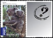 Koala (Phascolarctos cinereus)