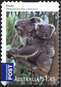 Koala (Phascolarctos cinereus)