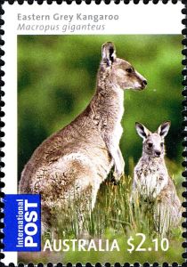 Eastern Grey Kangaroo (Macropus giganteus)