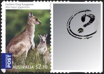 Eastern Grey Kangaroo 2009