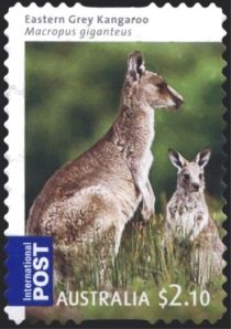 Eastern Grey Kangaroo (Macropus giganteus)