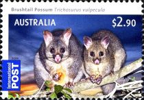 Common Brushtail Possum (Trichosurus vulpecula)