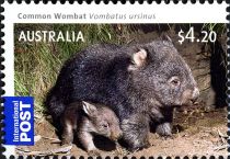 Common Wombat (Vombatus ursinus)