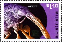 Weevil