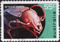 Ground Beetle