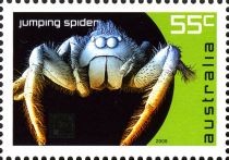 Jumping Spider