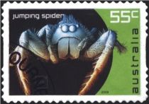 Jumping Spider