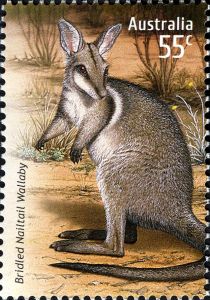 Bridled Nail-tailed Wallaby (Onychogalea fraenata)