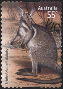 Bridled Nail-tailed Wallaby (Onychogalea fraenata)