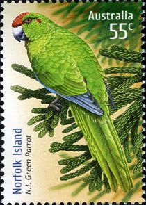 Norfolk Island Parakeet (Cyanoramphus cookii)