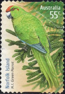 Norfolk Island Parrot (Cyanoramphus cookii)