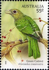 Green Catbird (Ailuroedus crassirostris)