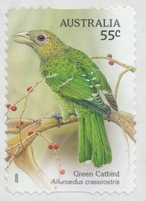 Green Catbird (Ailuroedus crassirostris)