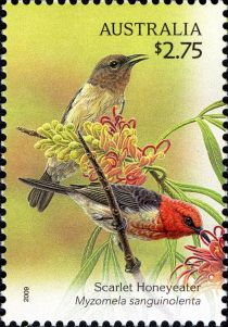 Scarlet Honeyeater (Myzomela sanguinolenta)