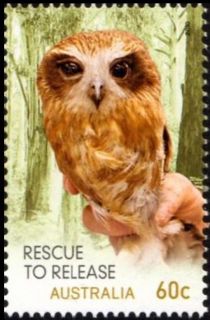 Southern Boobook (Ninox boobook)