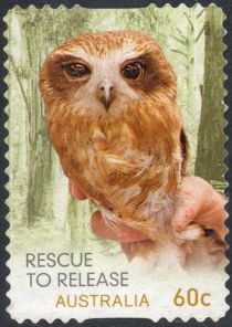 Southern Boobook (Ninox boobook)