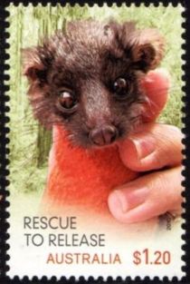 Southern Ringtail Possum (Pseudocheirus peregrinus)