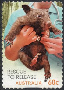 Common Wombat (Vombatus ursinus)