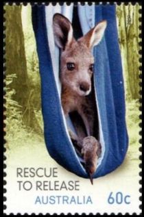 Eastern Grey Kangaroo (Macropus giganteus)