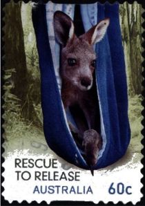 Eastern Grey Kangaroo (Macropus giganteus)