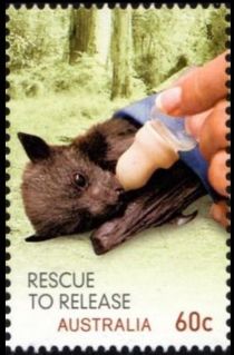 Grey-headed Flying Fox (Pteropus poliocephalus)