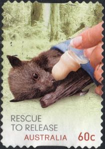 Grey-headed Flying Fox (Pteropus poliocephalus)