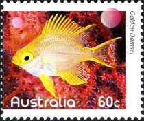 Golden Damselfish (Amblyglyphidodon aureus)