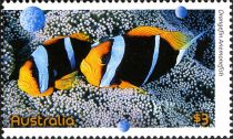 Orange-fin Anemonefish (Amphiprion chrysopterus)