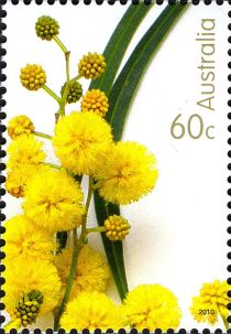 Wattle Flowers 2010