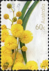 Wattle Flowers 2010