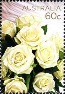 Cream Roses 2010