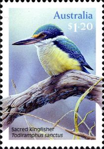 Sacred Kingfisher (Todiramphus sanctus)