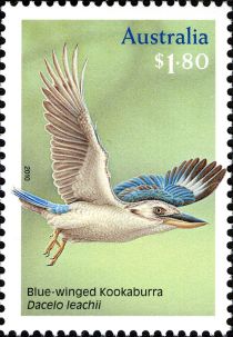 Blue-winged Kookaburra (Dacelo leachii)