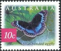 Blue-banded Eggfly (Hypolimnas alimena)