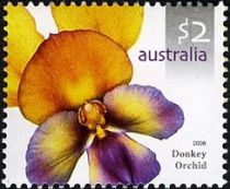 Donkey Orchid (Diuris magnifica)