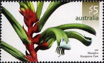 Mangles Kangaroo Paw (Anigozanthos manglesii)