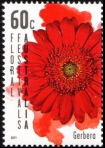 Floral Festival - Gerbera