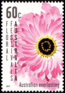 Floral Festival - Australian Everlasting