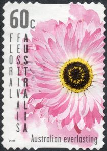 Floral Festival - Australian Everlasting